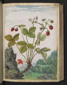 Fragaria vesca, aus 