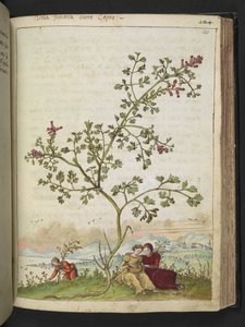 Fumaria gaillardotii, aus "Paintings of Flora of the Roman States" von Gherardo Cibo von Gherardo Cibo
