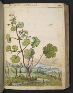 Geranium rotundifolium: Eine Pflanze mit rosa Blüten, aus "Paintings of Flora of the Roman States" von Gherardo Cibo