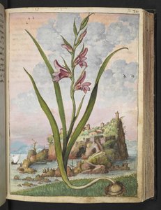 Gladiolus Italicus, aus "Gemälde der Flora der römischen Staaten" von Gherardo Cibo, Add MS 22333, f072r, ca. 1564-84 von Gherardo Cibo