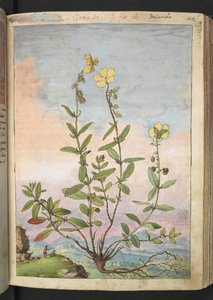 Helianthemum nummularium, aus "Paintings of Flora of the Roman States" von Gherardo Cibo