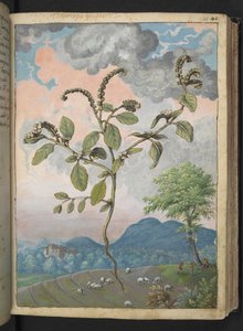 Heliotropium europaeum, aus 