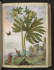 Helleboris viridis, aus 