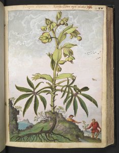 Helleborus foetidus, aus "Gemälde der Flora der römischen Staaten" von Gherardo Cibo, Add MS 22333, f089r, ca. 1564-84