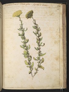 Wasserdost (Gattung Eupatorium), möglicherweise Nierenkraut, aus 