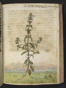 Herba gratia dei (Hedge-Hyssop), aus "Paintings of Flora of the Roman States" von Gherardo Cibo von Gherardo Cibo