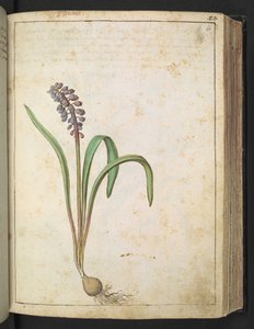 Hyacinthus, aus "Paintings of Flora of the Roman States" von Gherardo Cibo von Gherardo Cibo