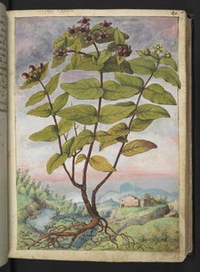 Hypericum hircinum, aus "Paintings of Flora of the Roman States" von Gherardo Cibo