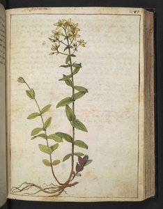 Hypericum perfoliatum, aus 