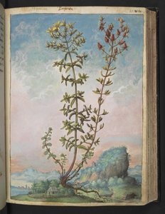 Hypericum perforatum, aus "Paintings of Flora of the Roman States" von Gherardo Cibo