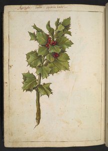 Ilex aquifolium (Stechpalme), aus 