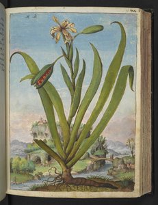 Iris Foetidissima: Blühende Pflanze mit Samenkapseln, aus "Paintings of Flora of the Roman States" von Gherardo Cibo