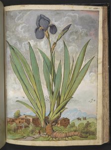 Iris germanica, aus "Paintings of Flora of the Roman States" von Gherardo Cibo von Gherardo Cibo