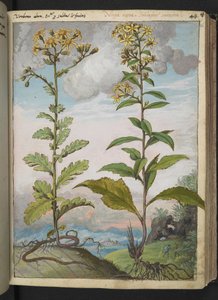 Jacobaeae vulgaris et Senecio ovatu, aus "Gemälde der Flora der römischen Staaten" von Gherardo Cibo, Add MS 22333, f046r, ca. 1564-84
