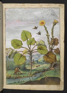 Ligularia tussilaginea (Leopardenpflanze), aus "Paintings of Flora of the Roman States" von Gherardo Cibo von Gherardo Cibo
