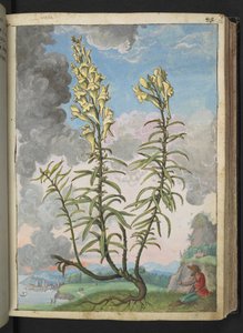 Linaria vulgaris, aus "Paintings of Flora of the Roman States" von Gherardo Cibo