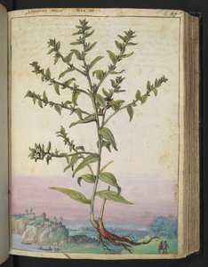 Lithospermum officinale, aus "Paintings of Flora of the Roman States" von Gherardo Cibo von Gherardo Cibo