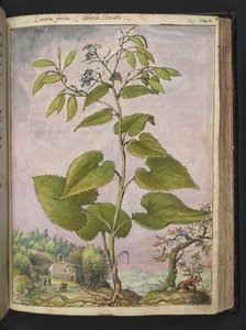 Lunaria rediviva, aus 