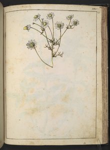 Matricaria chamomilla (Kamille), aus "Gemälde der Flora der römischen Staaten" von Gherardo Cibo, Add MS 22333, f163r, ca. 1564-84 von Gherardo Cibo