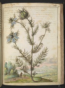 Nigella damascena, aus "Paintings of Flora of the Roman States" von Gherardo Cibo von Gherardo Cibo