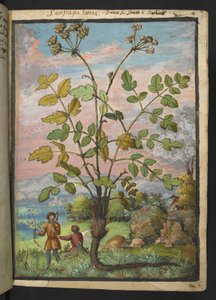 Oenanthe crocata, aus "Paintings of Flora of the Roman States" von Gherardo Cibo von Gherardo Cibo