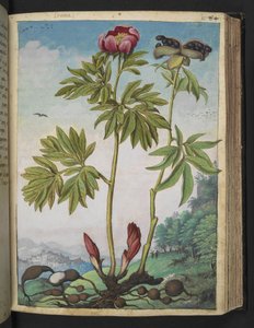Paeonia officinalis, aus "Paintings of Flora of the Roman States" von Gherardo Cibo