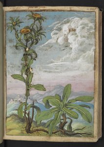 Pallenis spinosa, aus "Paintings of Flora of the Roman States" von Gherardo Cibo