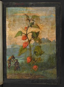Physalis alkekengi: Eine Pflanze mit roten Blüten, aus 