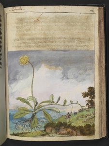 Pilosella officinarum, aus 
