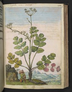 Pimpinella major, aus 