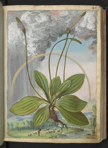 Plantago media, aus 