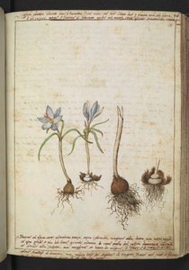Pflanzen zwischen blauen Blumen, aus "Paintings of Flora of the Roman States" von Gherardo Cibo von Gherardo Cibo