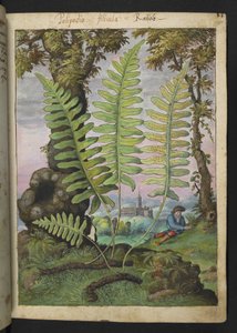 Polypodium, aus "Paintings of Flora of the Roman States" von Gherardo Cibo