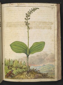 Possibily Ophrys apifera (Bienen-Ragwurz), aus "Paintings of Flora of the Roman States" von Gherardo Cibo