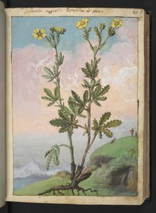 Potentilla recta: Eine Pflanze mit gelben Blüten, aus "Paintings of Flora of the Roman States" von Gherardo Cibo von Gherardo Cibo