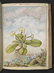 Primula vulgaris, aus "Gemälde der Flora der römischen Staaten" von Gherardo Cibo, Add MS 22333, f128r, ca. 1564-84