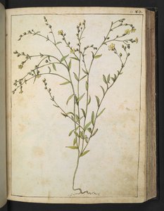 Ranunculus bulbosus: Eine Pflanze mit gelben Blüten, aus 
