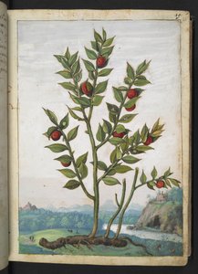 Ruscus aculeatus: Eine Pflanze mit roten Beeren, aus 