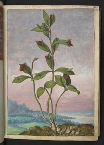 Ruscus hypoglossum: Eine Pflanze mit roten Beeren, aus 