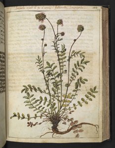 Sanguisorba minor, aus "Gemälde der Flora der römischen Staaten" von Gherardo Cibo, Add MS 22333, f102r, ca. 1564-84 von Gherardo Cibo