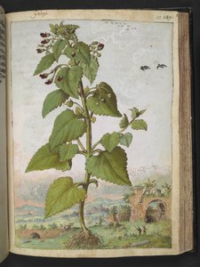 Scrophularia peregrina, aus "Paintings of Flora of the Roman States" von Gherardo Cibo von Gherardo Cibo