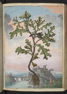Senecio vulgaris, aus "Paintings of Flora of the Roman States" von Gherardo Cibo von Gherardo Cibo