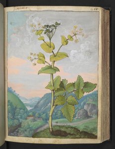 Smyrnium olusatrum, aus "Gemälde der Flora der römischen Staaten" von Gherardo Cibo, Add MS 22333, f069r, ca. 1564-84 von Gherardo Cibo