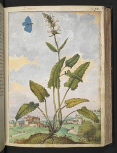Stachys officinalis, aus 