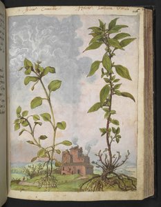 Stellaria media, möglicherweise Stellaria media, aus "Paintings of Flora of the Roman States" von Gherardo Cibo von Gherardo Cibo