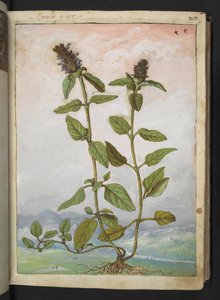 Symphytum bulbosum (Knollen-Beinwell), aus "Paintings of Flora of the Roman States" von Gherardo Cibo von Gherardo Cibo