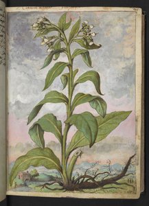 Symphytum officinale (Beinwell), aus "Paintings of Flora of the Roman States" von Gherardo Cibo von Gherardo Cibo