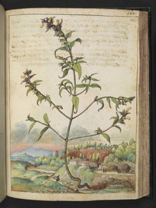 Hohe Pflanze mit grünen Blättern und gelben Blüten, aus 