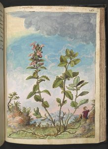 Teucrium chamaedrys (Edel-Gamander), aus 