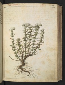 Teucrium montanum, aus 